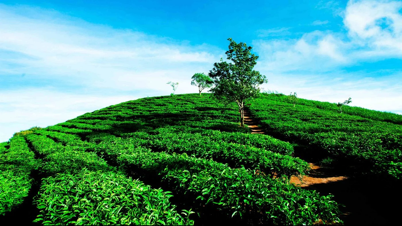Cau Dat tea hill plantation terraced rows Da Lat Vietnam