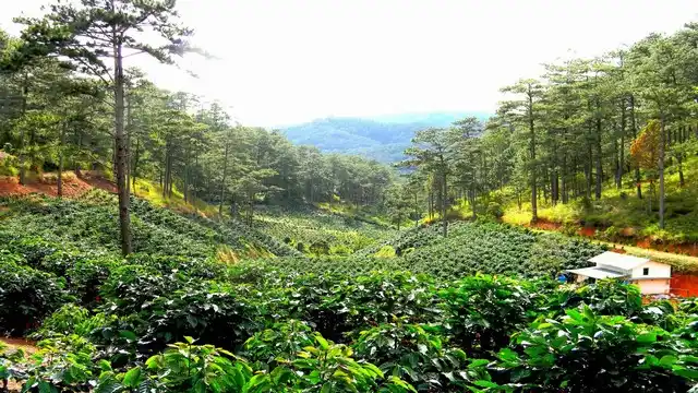 Da Lat coffee plantation Arabica Vietnam Central Highlands