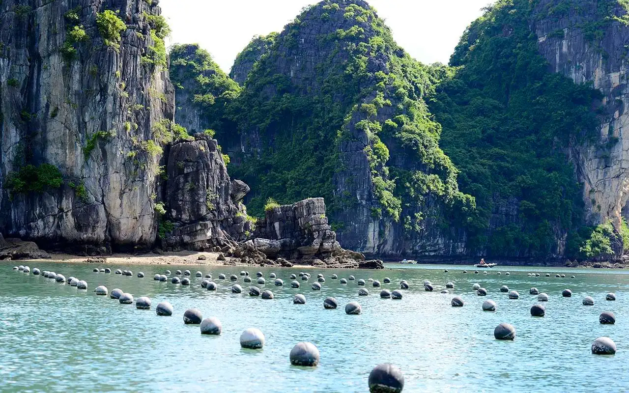 Pearl cultivation demonstration at Tung Sau pearl farm Ha Long Bay