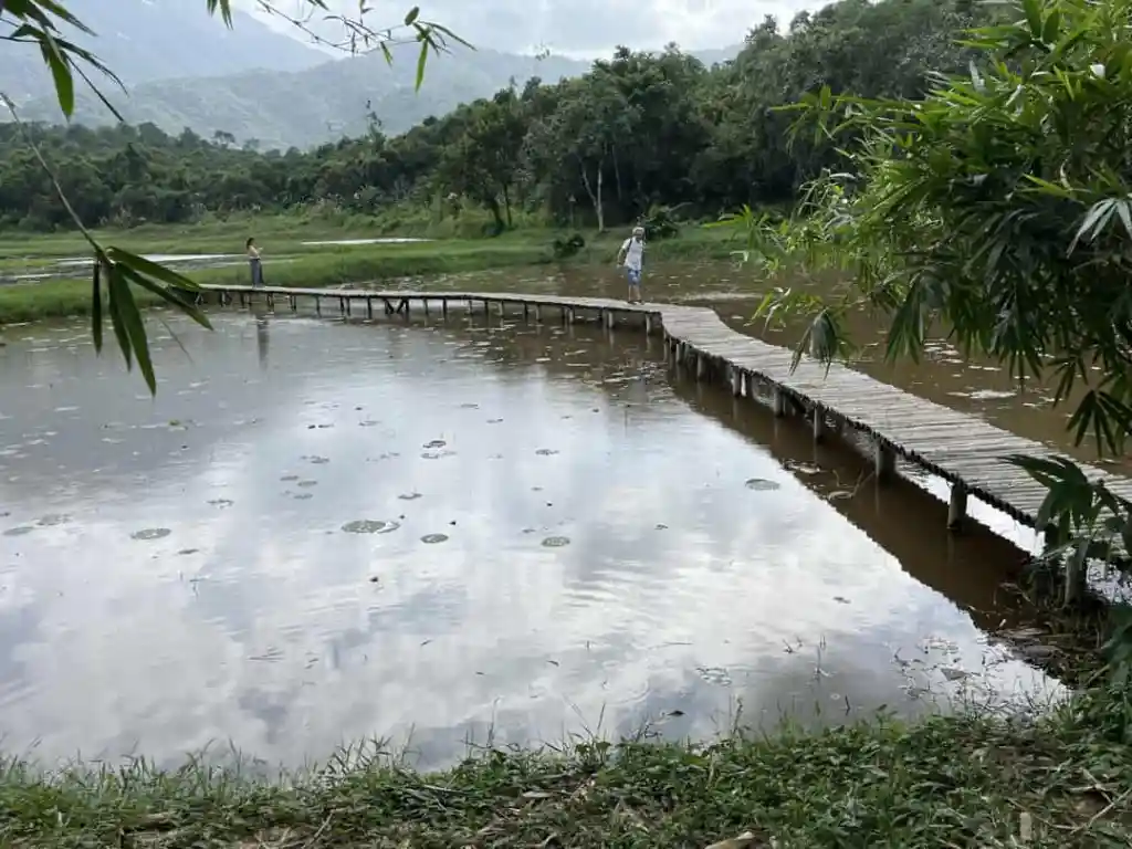 Protected jungle forest bird watching between temples My Son Sanctuary Vietnam
