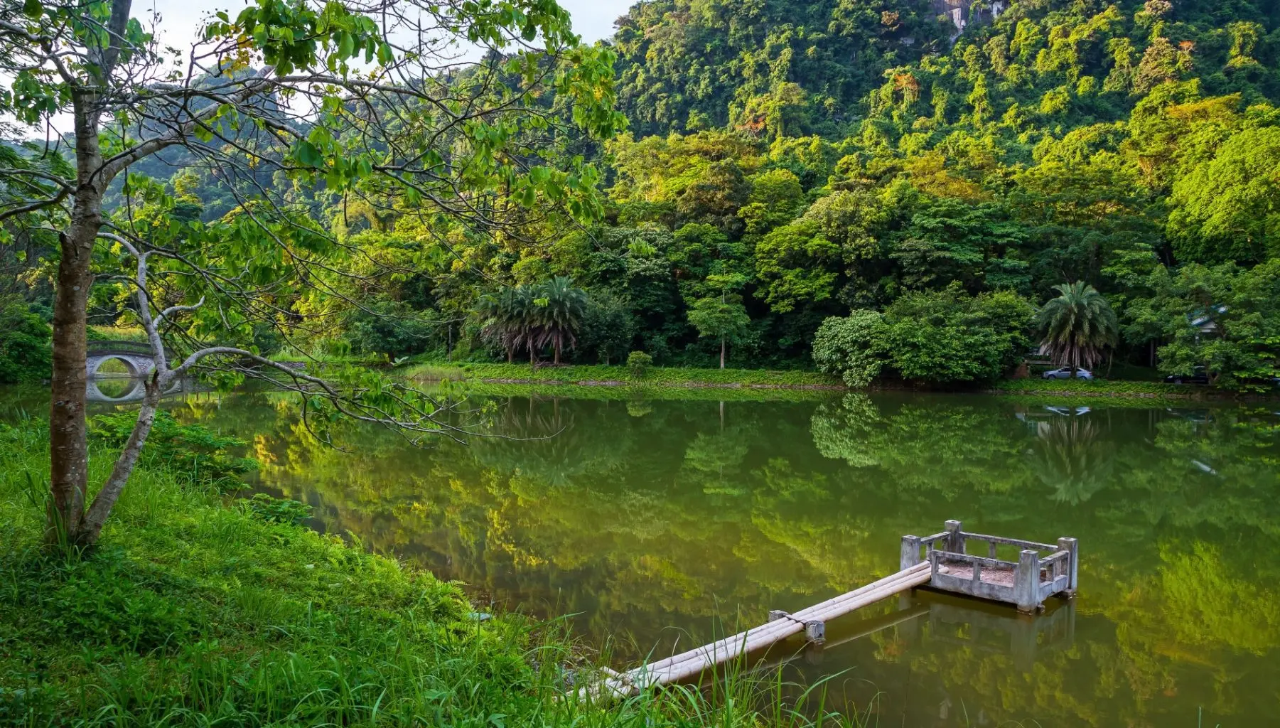 Ancient rainforest and 1000-year-old tree Cuc Phuong National Park Vietnam