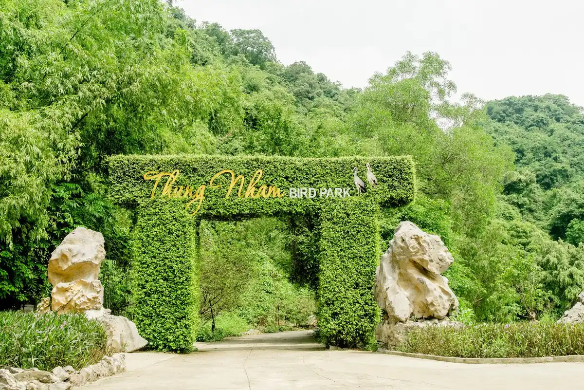 Thousands of egrets and herons at Thung Nham bird sanctuary Ninh Binh Vietnam