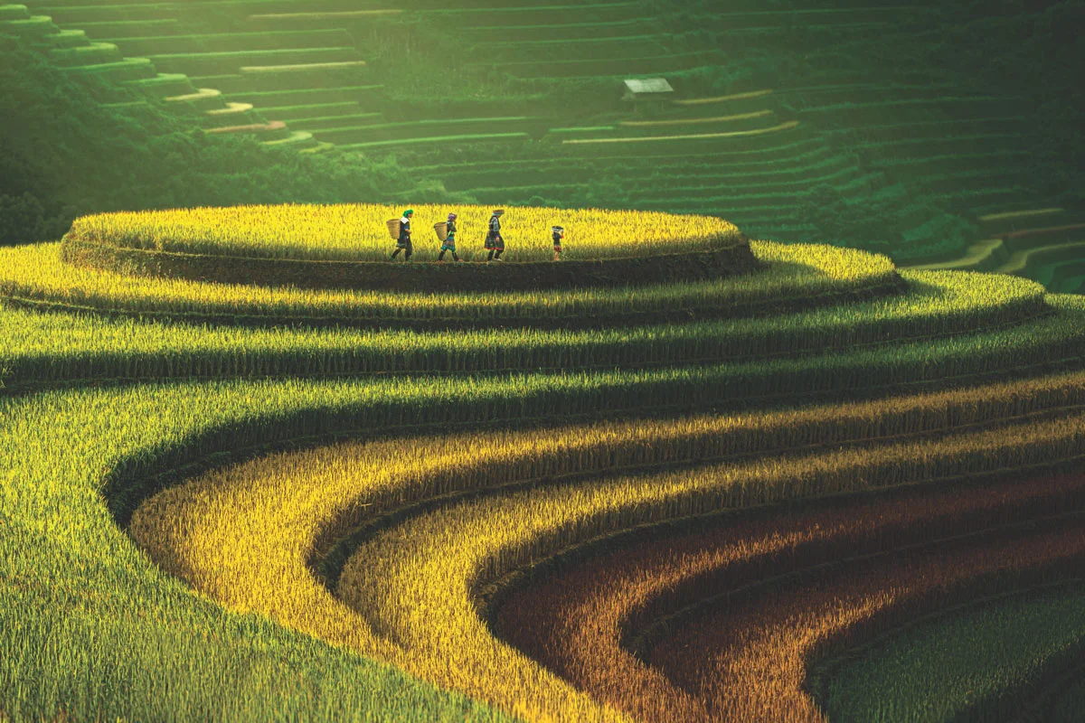 Mu Cang Chai famous golden rice terraces northern Vietnam Yen Bai province